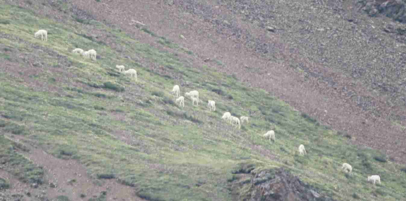 2019-06-14 ALCAN Denali Dallsheep.jpg